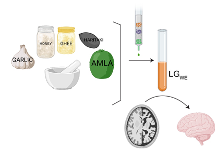 Haritaki shown to reduce Alzheimer's disease