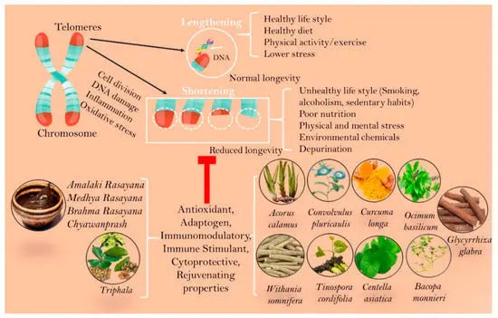 Unlocking the Secrets of Youth: Haritaki and Telomere Lengthening