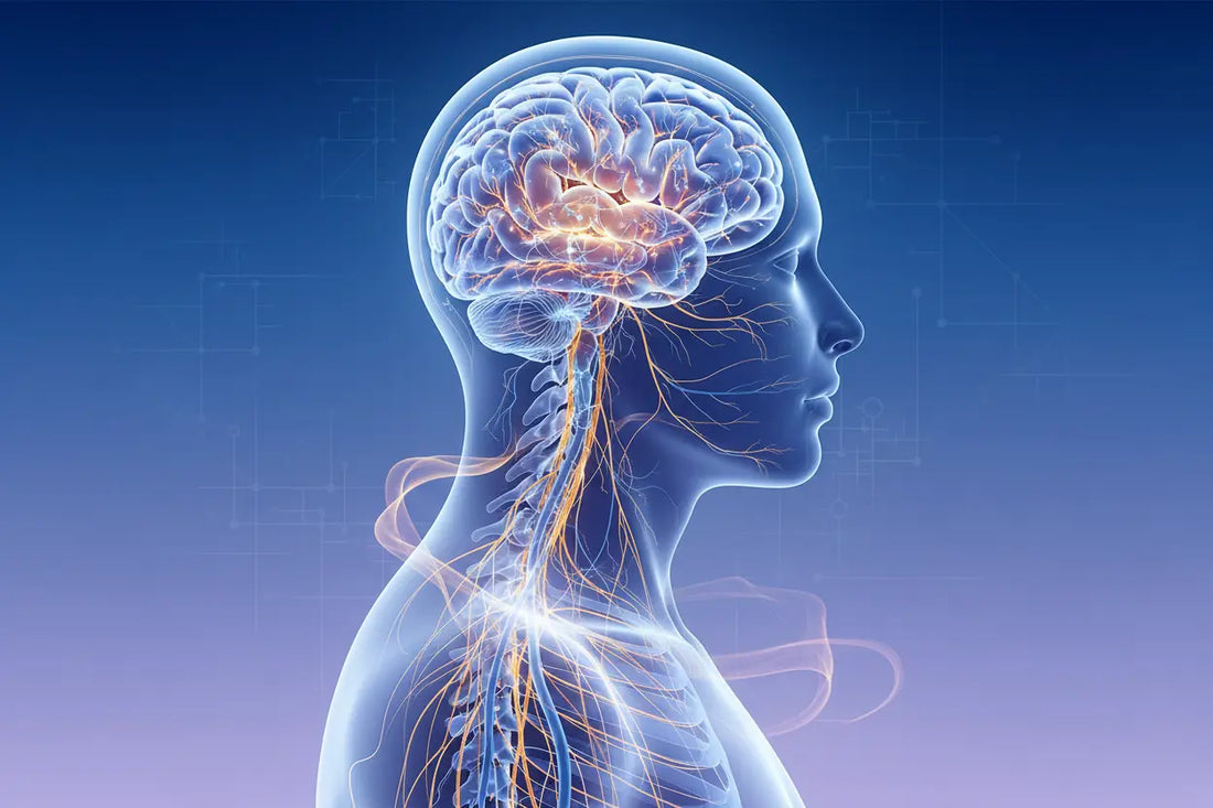 Intuition and the Nervous System: The Biology of Insight – Kailash Herbals