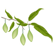 logo of Home | Haritaki Yogic Super Brain Food for 3rd Eye Opening - Haritaki Plus - Yogic Super Brain Food